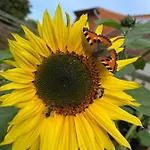 Minsener Warft Schillig