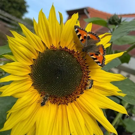 Minsener Warft Schillig