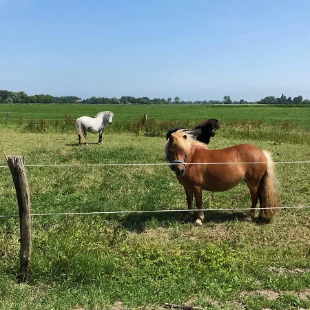 Minsener Warft * Schillig